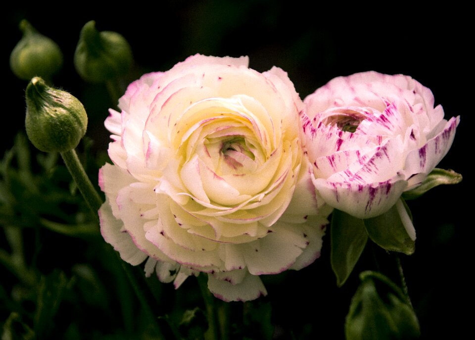 Bud white rose love