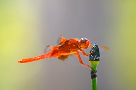 Dragonfly photo