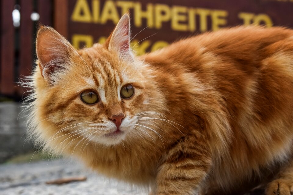 Portrait stray red
