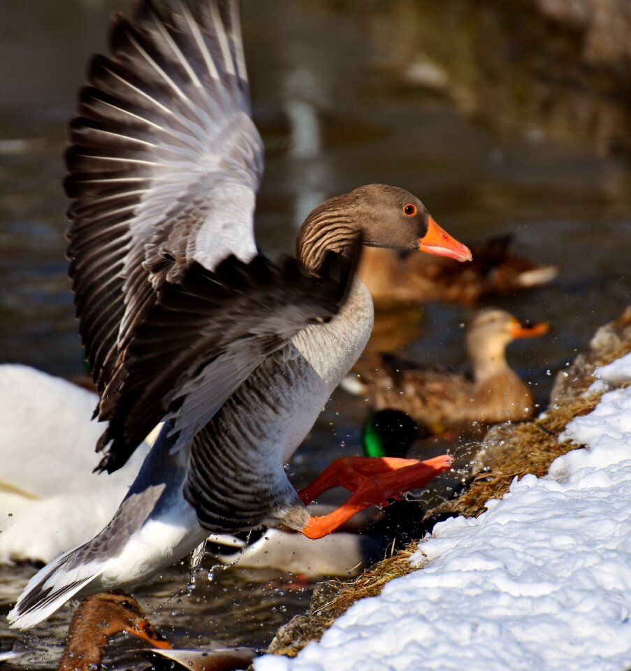 Water bird animal world head