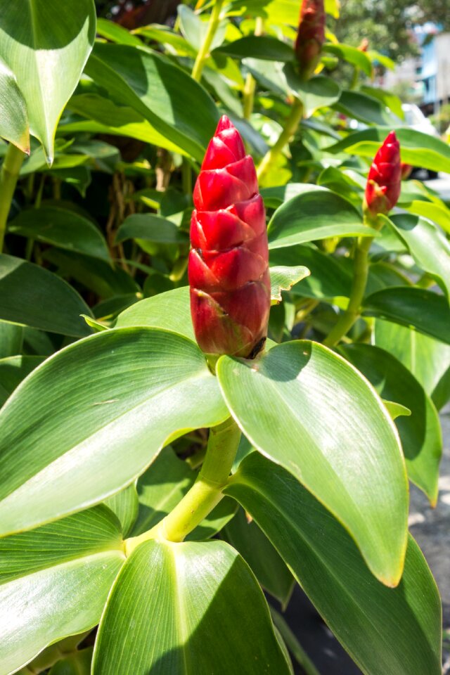 Asia flora nature