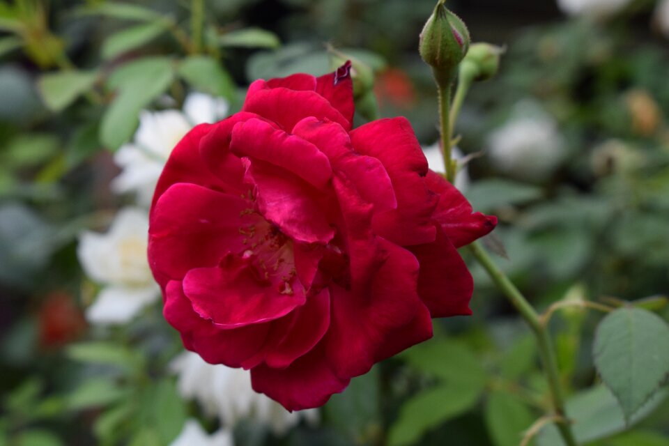 Red roses love red rose
