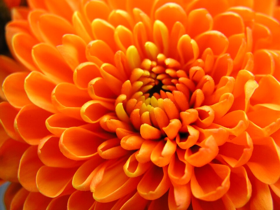 Nature flower orange flower