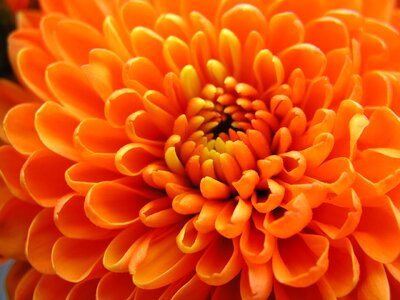 Nature flower orange flower