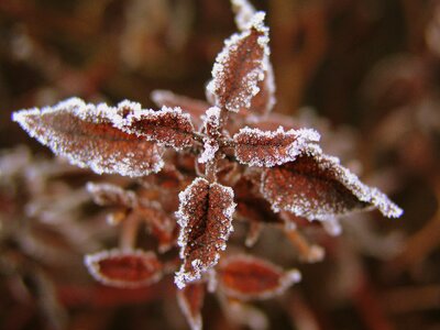 Outdoors invertebrate leaf