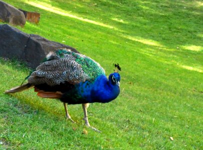 Lisbon Peacock
