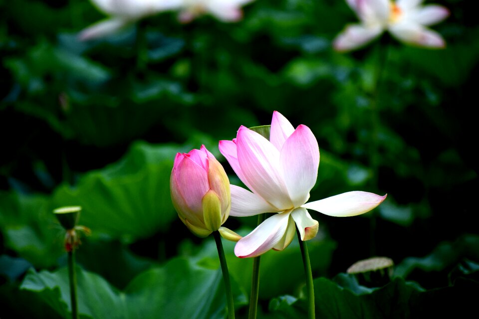Water bloom plant