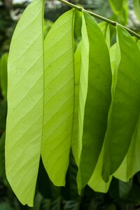 Plant growth nature