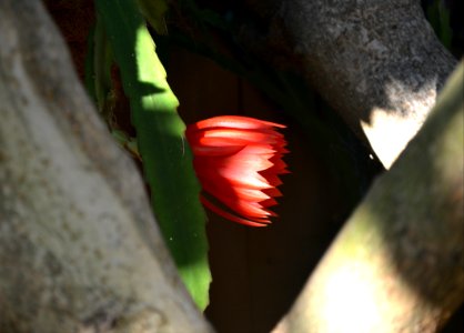 Hiding Epiphyllum