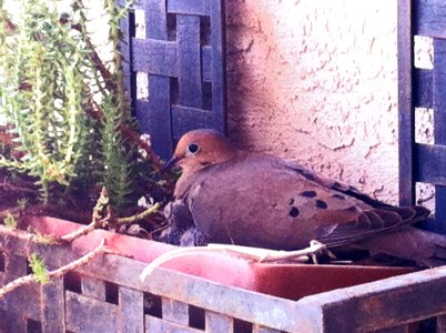 Mourning Dove photo