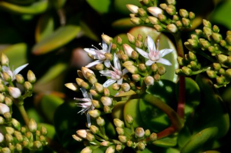 Jade Plant Blossoms photo