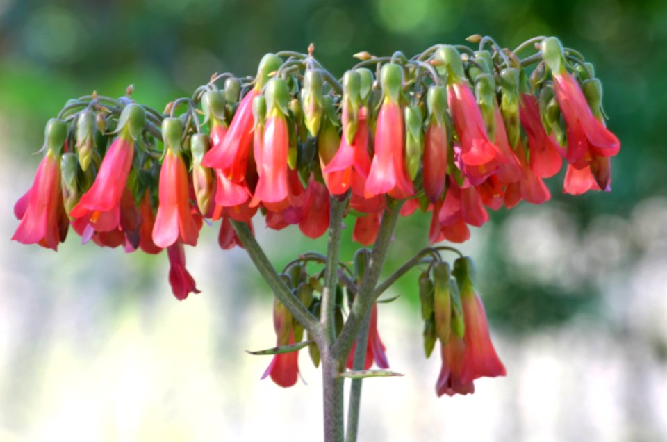 Kalanchoe