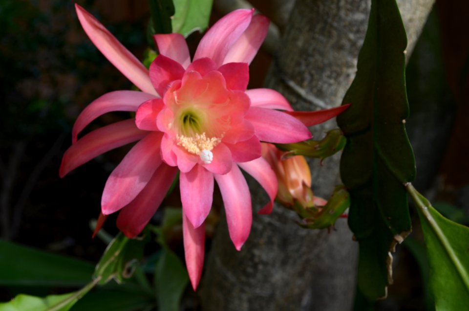 Pink Epiphyllum photo