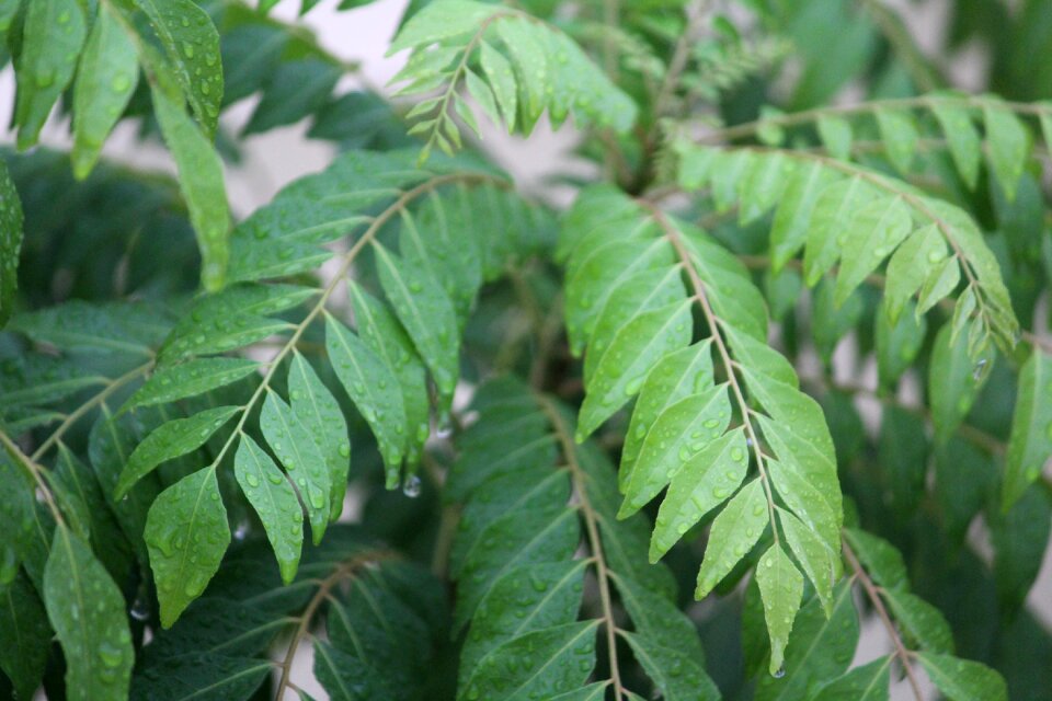 Curry leaf murraya koenigii plant