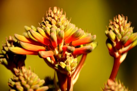 Aloe Flower Spike photo