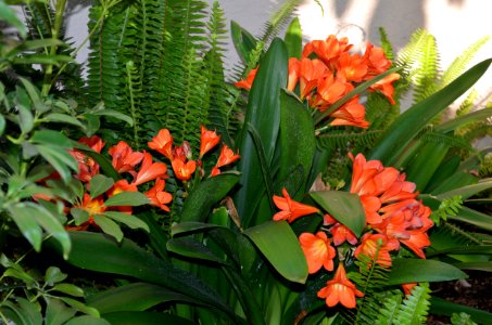Clivia in Bloom photo
