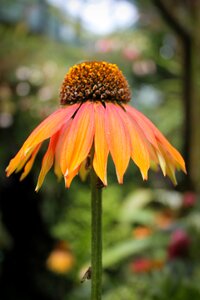 Floral summer spring
