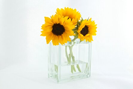 Sunflowers vase decor photo