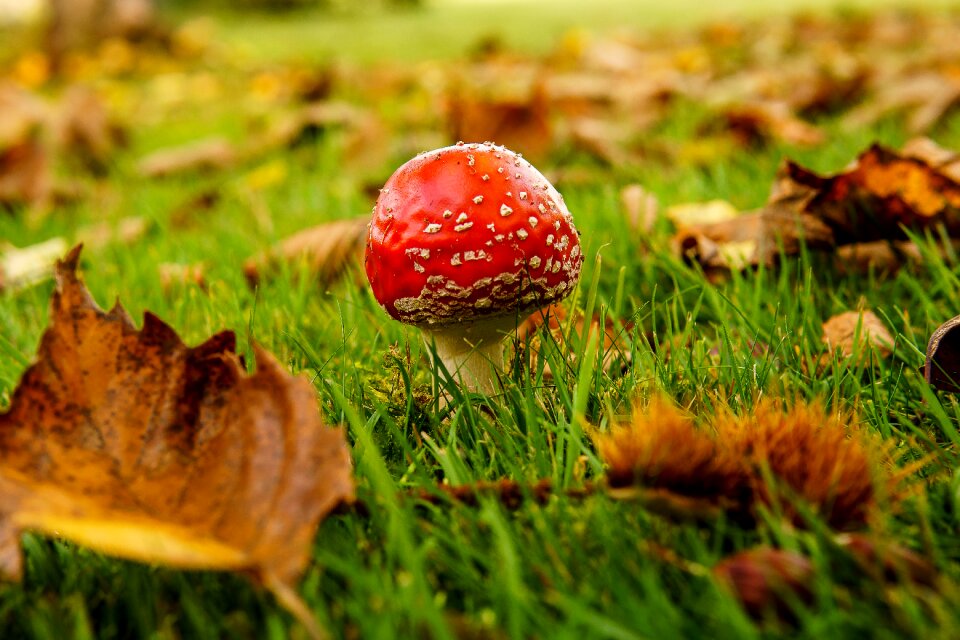 Poisonous nature fall