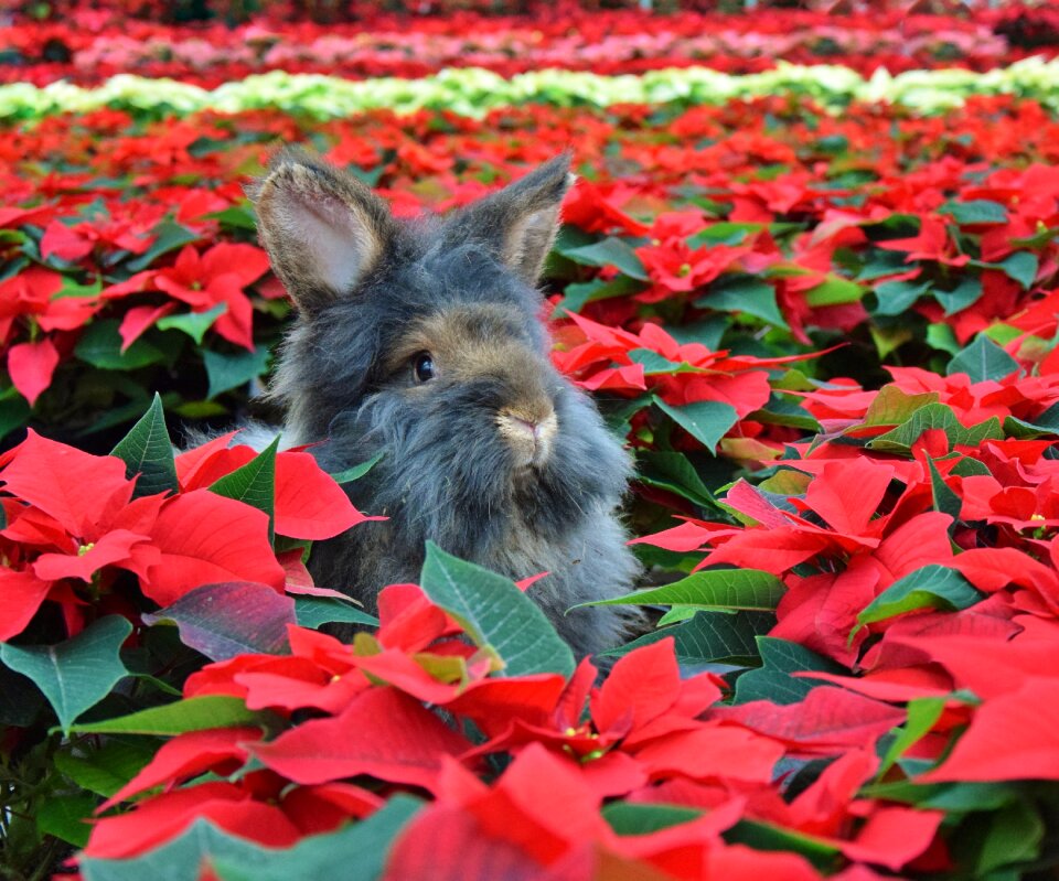 Beard rabbit rabbit christmas poinsettia
