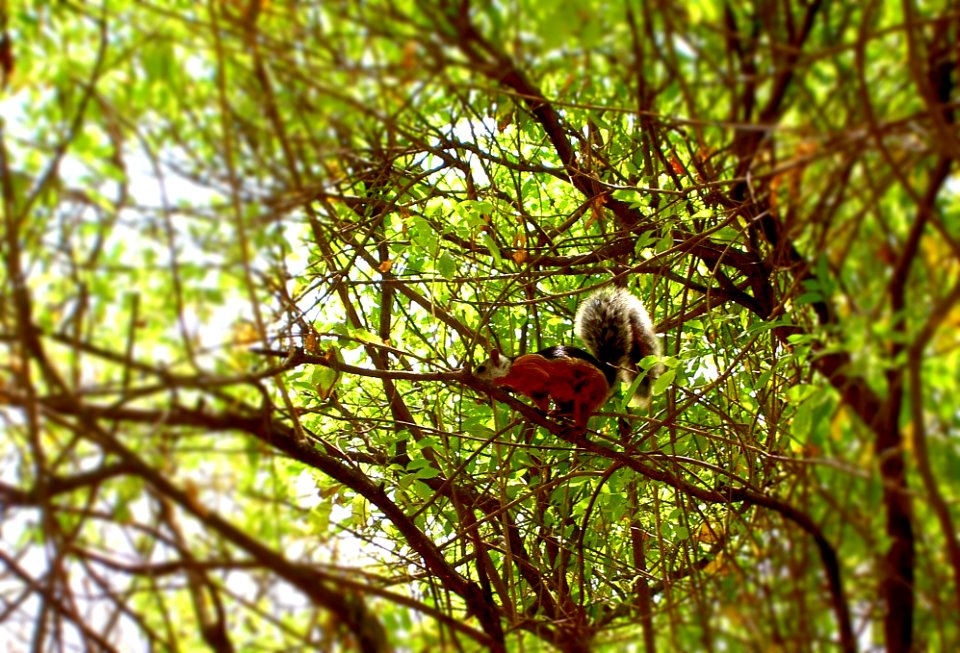 Variegated Squirrel