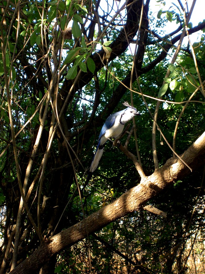 2011-01-Costa rica 006