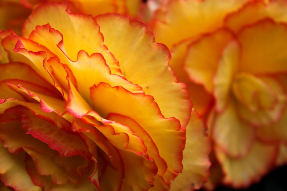 Floral summer spring