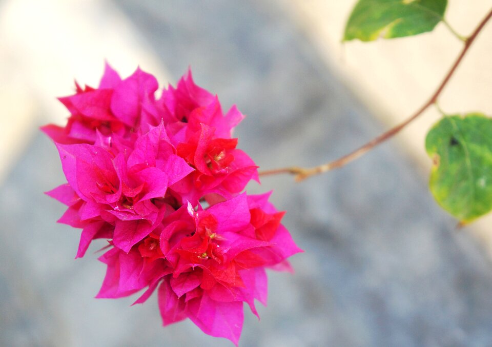 Paper flower bunches of flowers pink