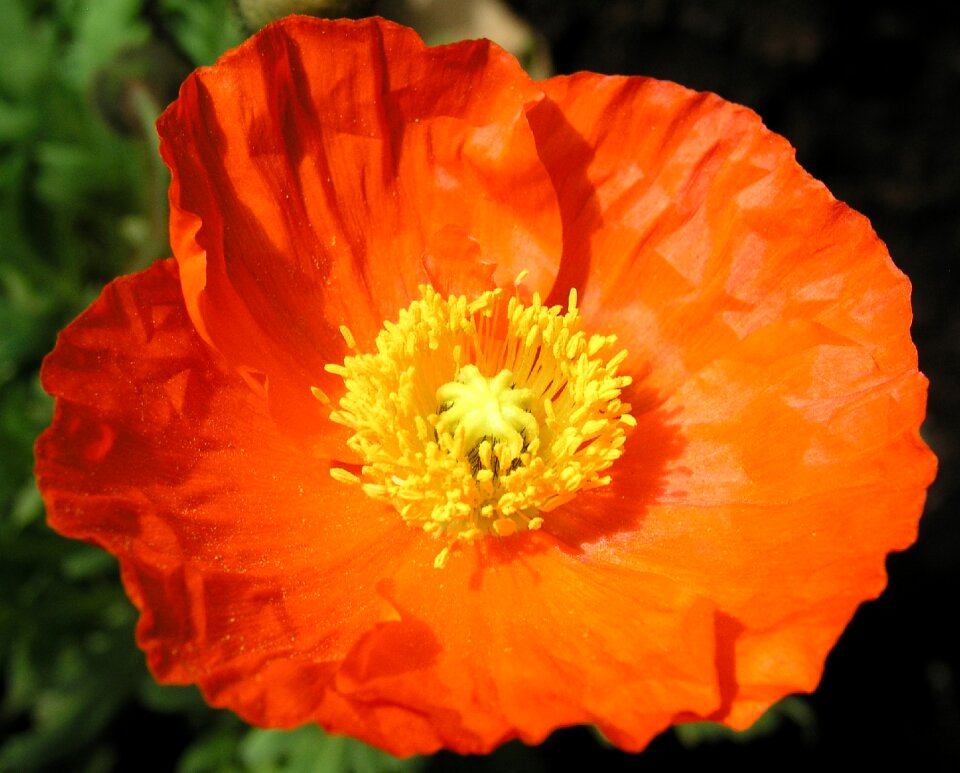 Nature outdoors orange flower