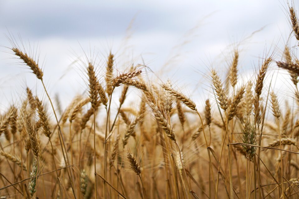 Agriculture field fields