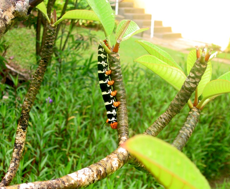 Costa Rica Sphinx