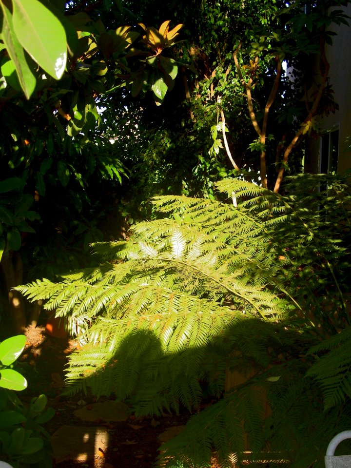 Garden_002