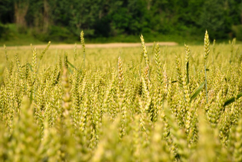 Nature agriculture plant