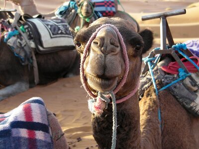 The sahara desert camel dromedary photo