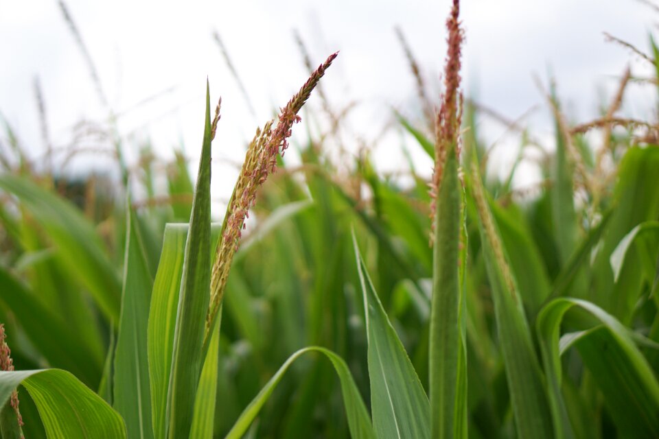 Agriculture field fields