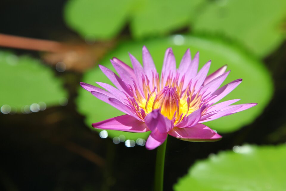 Leaf garden blooming