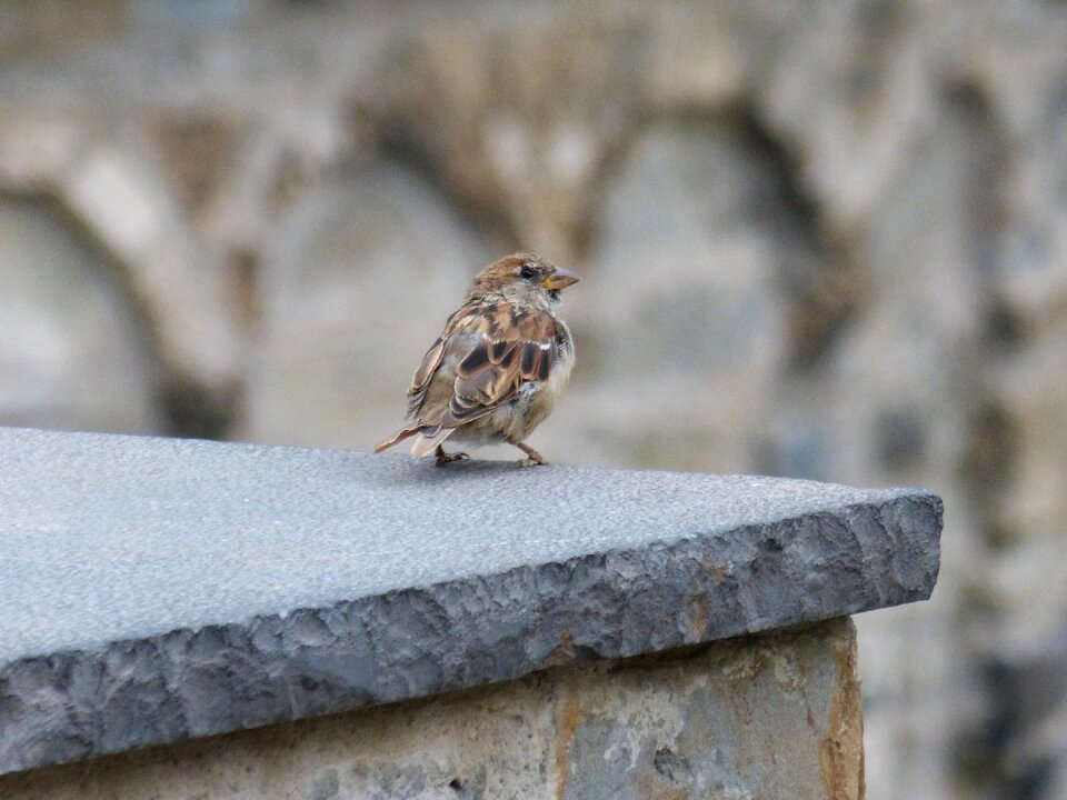Wall lookout little bird
