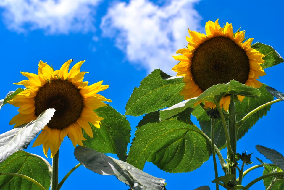 Summer flower agriculture