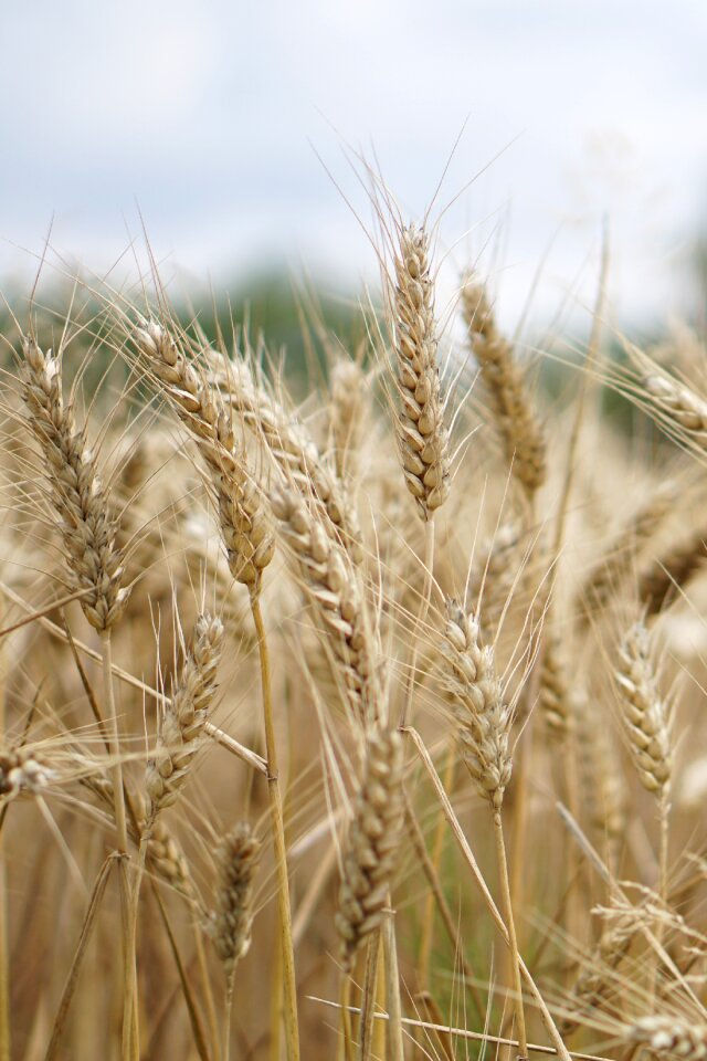 Agriculture field fields