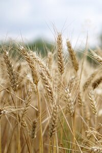 Agriculture field fields photo