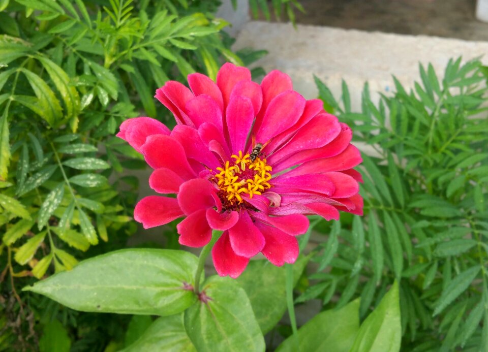 Bee pink green bee