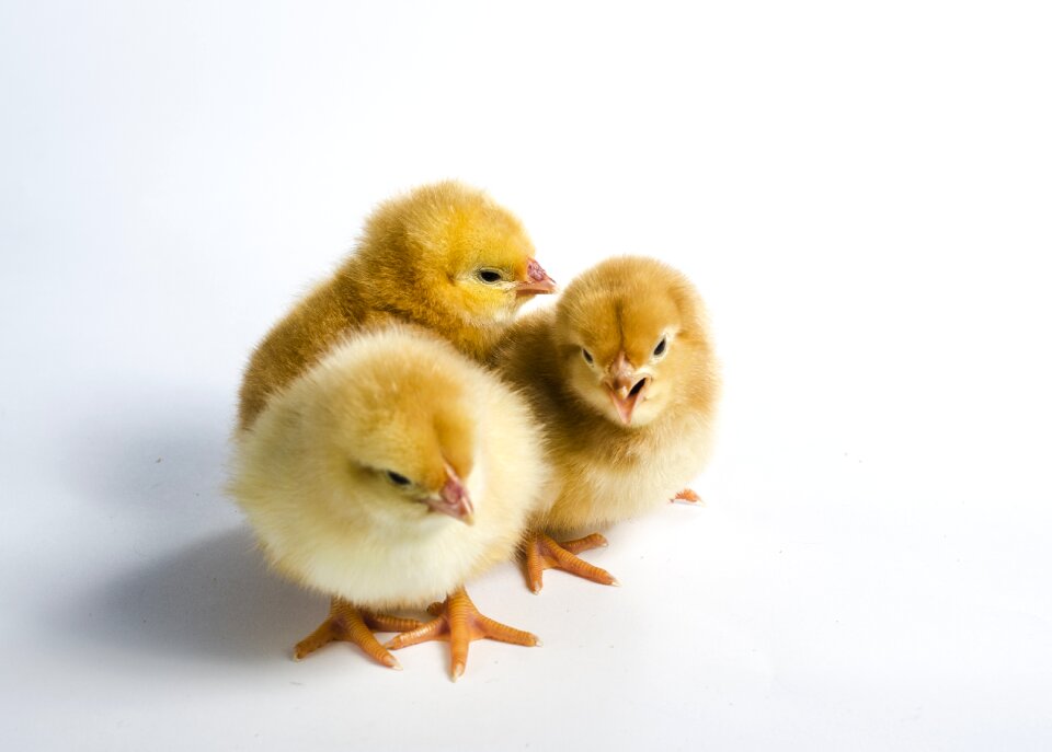 Domestic poultry livestock