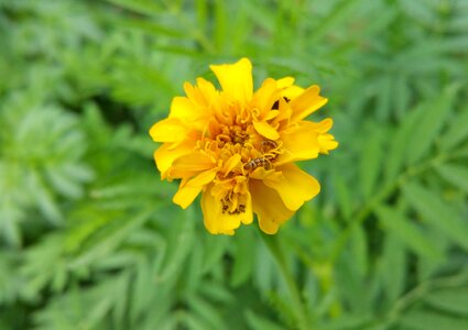 Flower worm insect
