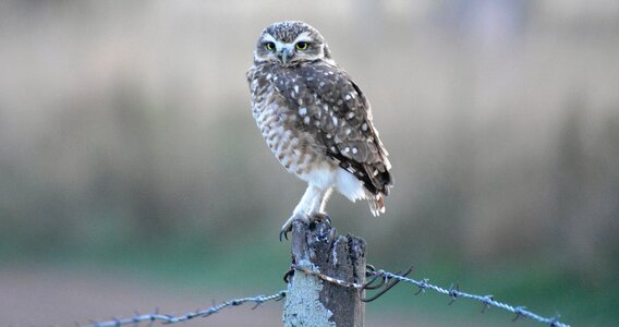 Outdoors animalia owl