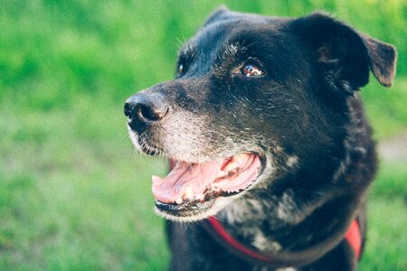 Pet photography animal portrait cute photo