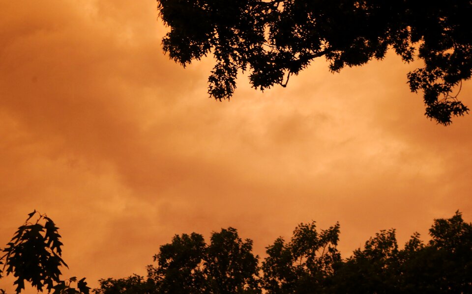Leaves color sky