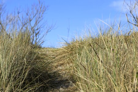 Denmark grass sand beach photo