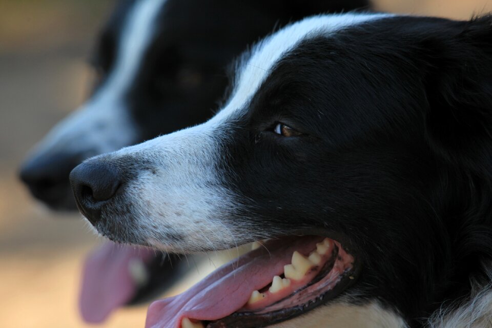 Animal portrait pet