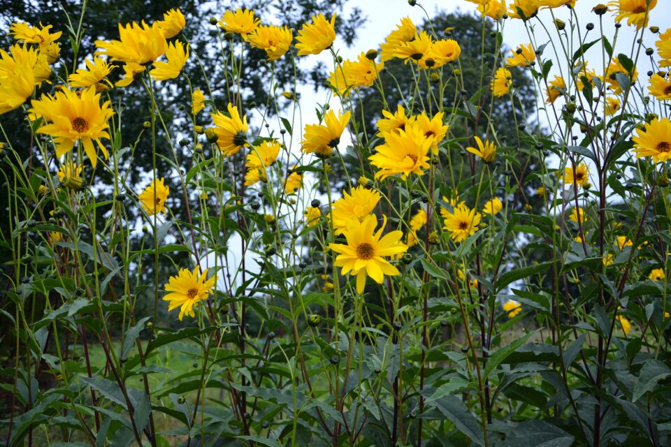 Massif green leaves foliage garden