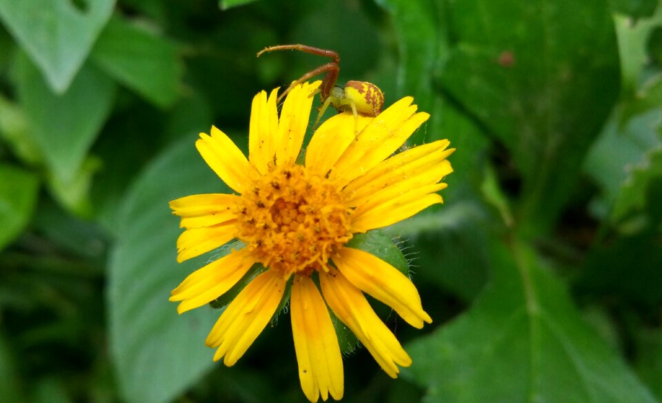 Flower yellow yellow flower